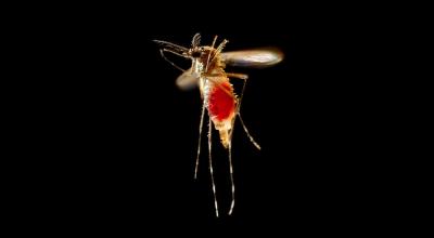 Почему комары пьют кровь?
