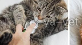 Желтуха у кошек лечение в домашних условиях